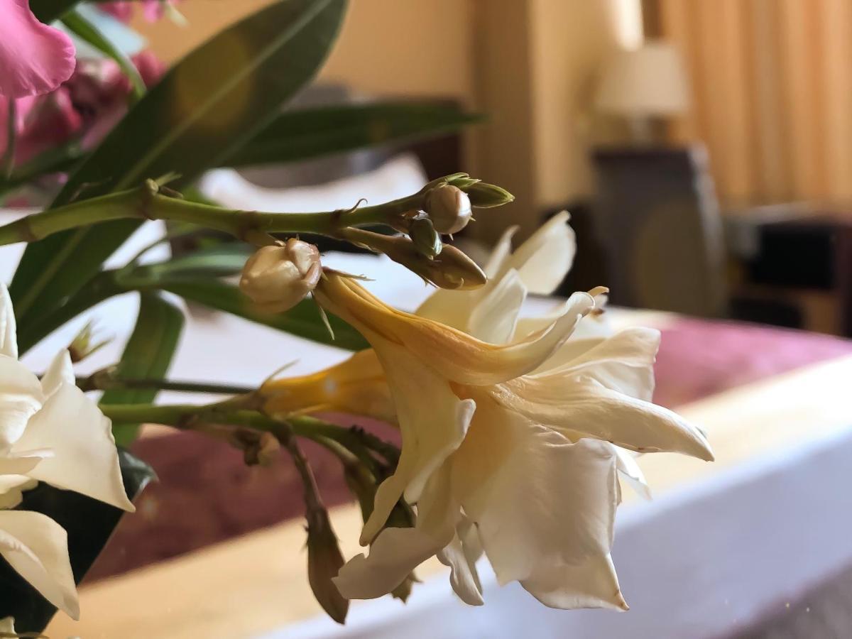 שקודר Hotel Arifi מראה חיצוני תמונה